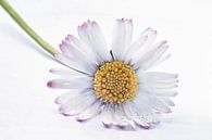 Daisy on a white background by Elianne van Turennout thumbnail