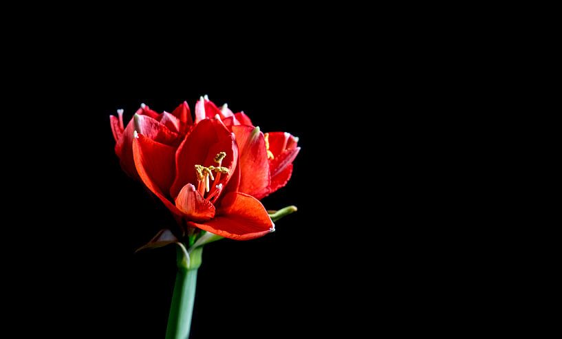 ein roter Amaryllis auf schwarzem Hintergrund von ChrisWillemsen