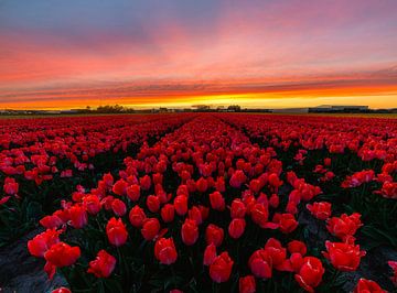 Rode tulpen bij zonsondergang van Corné Ouwehand