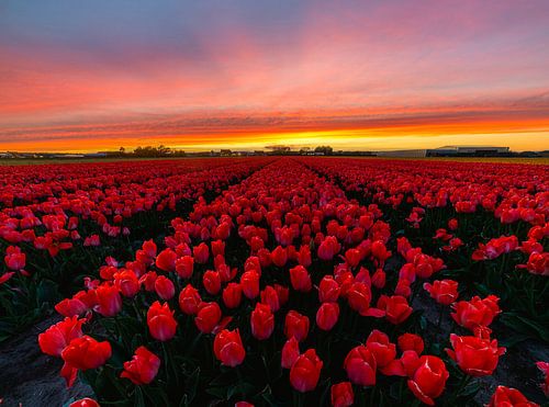 Rote Tulpen bei Sonnenuntergang