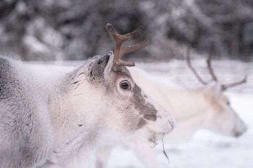 Rendieren in de sneeuw | reisfotografie print | Lapland Finland
