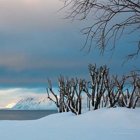 Lofoten in de winter.  von Margreeth Kersbergen