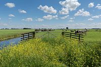 Polder area with cows in the Alblasserwaard