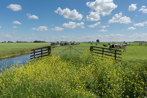 Polder area with cows in the Alblasserwaard