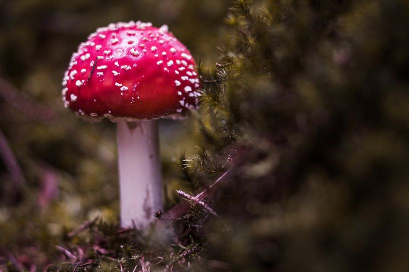 Mushroom worlds by Jürgen Schmittdiel Photography