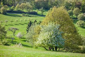 Arbres de printemps dans le Taunus près d'Engenhahn sur Christian Müringer