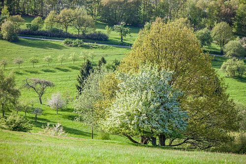 Voorjaarsbomen in de Taunus bij Engenhahn