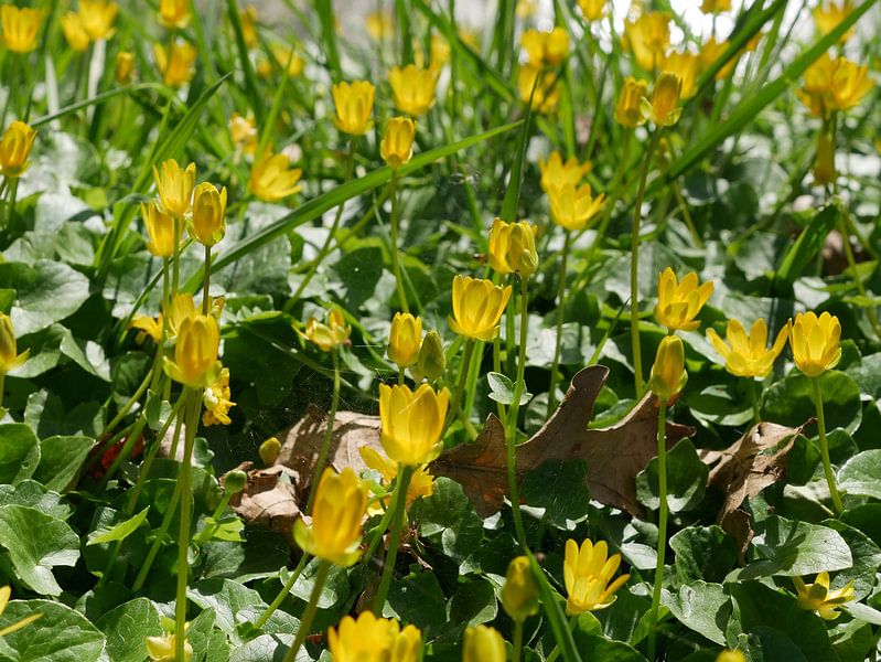 Waldmeister in der Sonne von Wim vd Neut