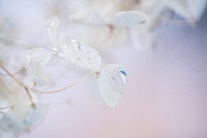 Feuilles d'hortensia de couleur pastel avec gouttes d'eau