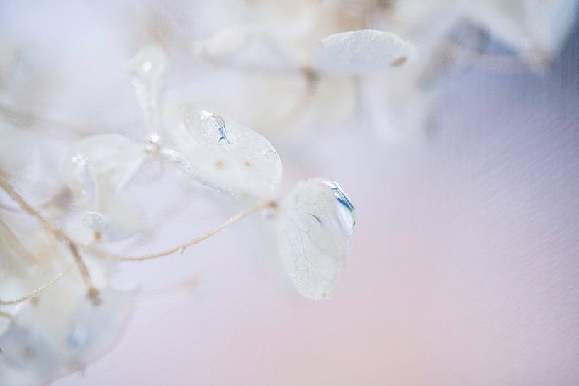 Feuilles d'hortensia de couleur pastel avec gouttes d'eau par Nanda Bussers