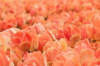 Tulpenveld
