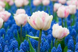 Pink tulips and muscari  - Keukenhof