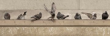 Pigeons in Bath. Birds by Alie Ekkelenkamp