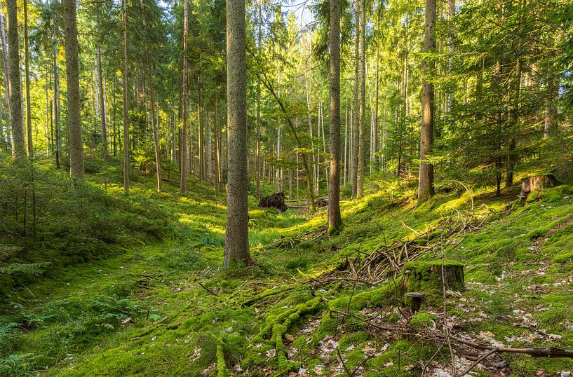 Trees (Sletten Vikings Camp Grounds) - Ry (Denmark) by Marcel Kerdijk