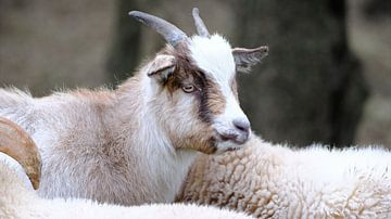 Westafrikanische Zwergziege von Sabrina de Vries