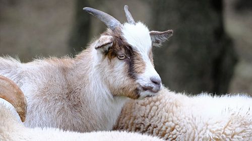 West-Afrikaanse dwerggeit