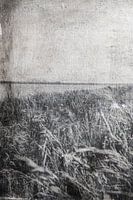 Wuivende gras