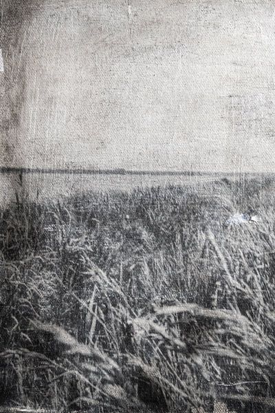 Wuivende gras van KUNSTBLOC | Anca Blok