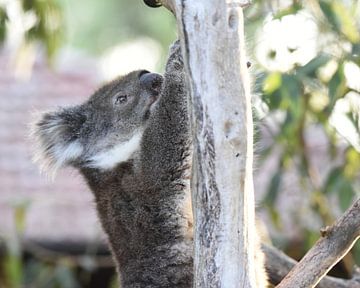 Close-up van koala of koalabeer van Rini Kools