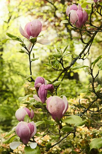 Magnolia. par tim eshuis