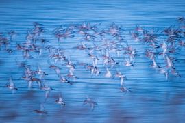 Vlucht grutto's van Jarno van Bussel