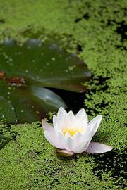 Wasserlilie von Ger Mestrum