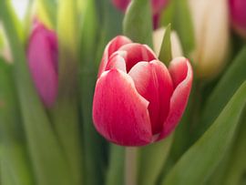 Tulip by Maikel Brands