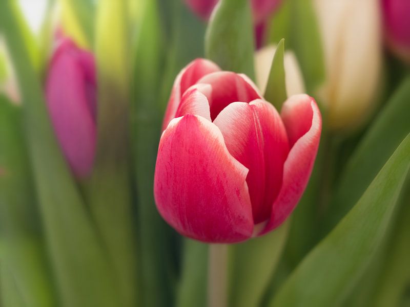 Tulipe par Maikel Brands