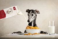 Cornflakes!
