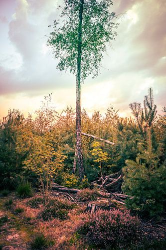 Tree in colour in Bekendelle nature reserve