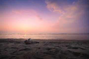 High Violet (zeehond aan het strand) van Thom Brouwer