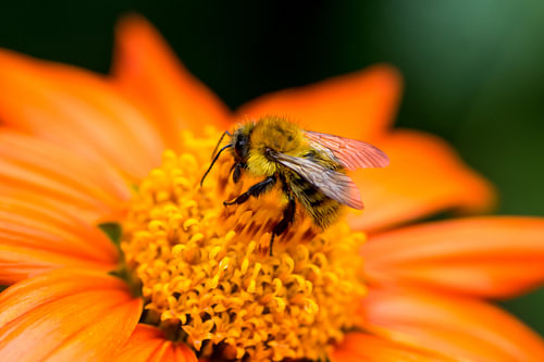 Biene auf orangener Blüte