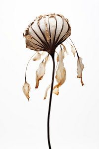 Dry Sea Shell Flower