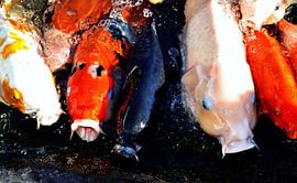 colorful koi fish in a pond by Werner Lehmann