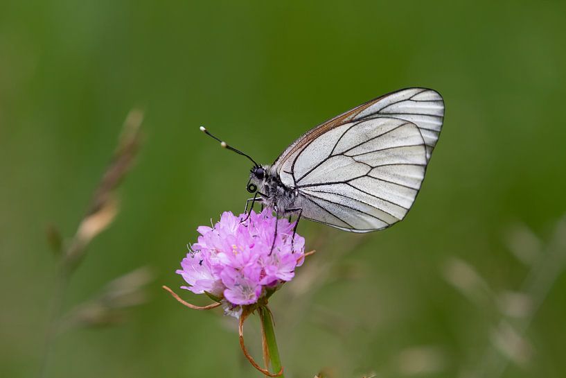 Large veined white by Aalt van Tongeren