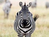 Zebra in de Masai Mara van Angelika Stern thumbnail