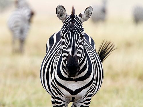 Zebra in the Masai Mara