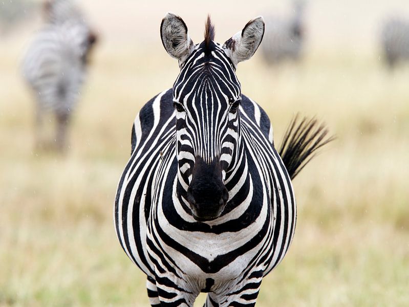 Zebra in de Masai Mara van Angelika Stern