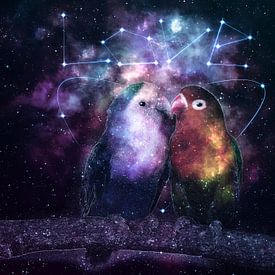 Galaxy Parrot Love Birds van Lemo Boy