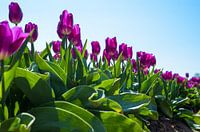 Tulip Fields