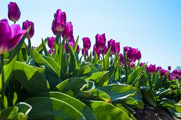 Tulpen Velden van Erika Gallegos