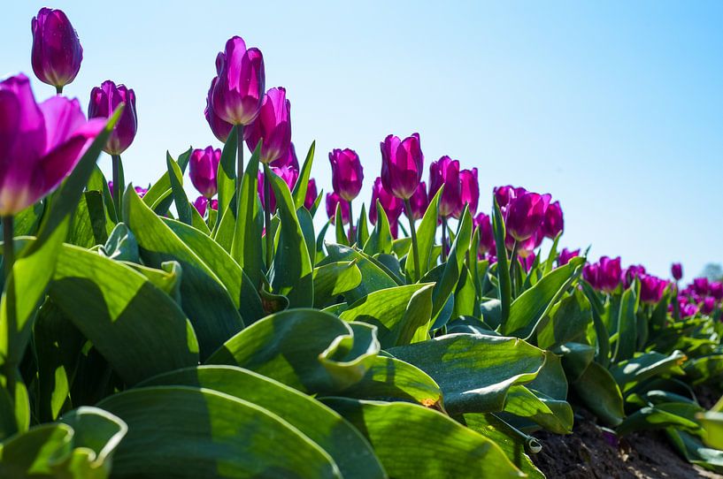Tulip Fields by Erika Gallegos