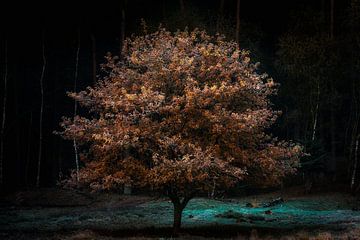 Frozen tree van Jenco van Zalk