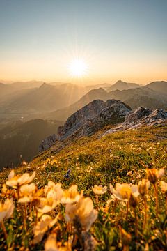 blumige Sicht auf die Tannheimer & Allgäuer Alpen zum Sonnenuntergang