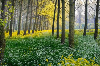 Bosgezicht in Flevoland