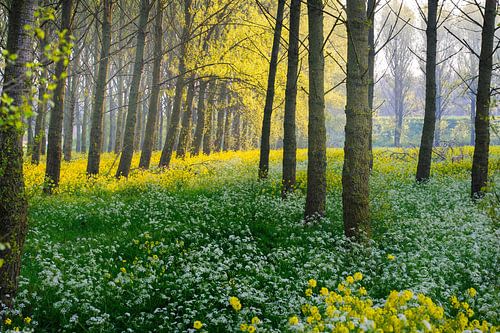 Bosgezicht in Flevoland