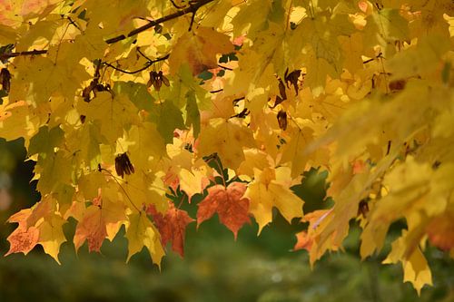 Esdoorn gebladerte in de herfst