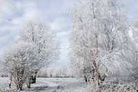 A white world