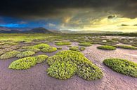 Dramatic weather over salt marsh vegetation on a Lesbos island estuary, Greece by Rudmer Zwerver thumbnail