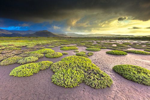 Dramatic weather over salt marsh vegetation on a Lesbos island estuary, Greece